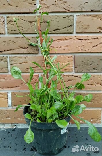 Ромашка садовая