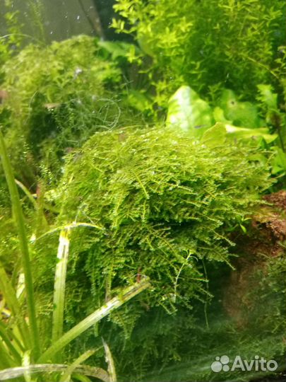 Яванский мох