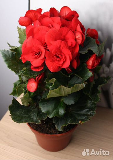 Бегония вечноцветущая