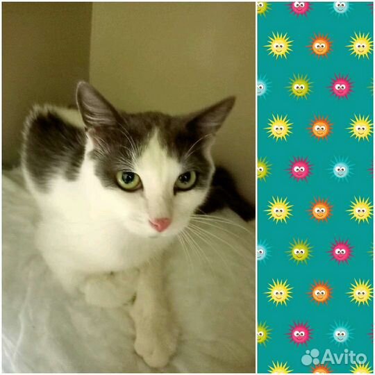 Ищет дом Котик не такой как все