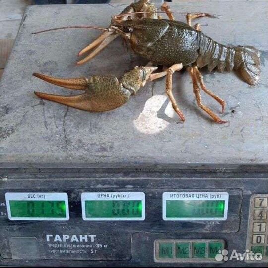 Калмыцкие живые и свежесваренные раки