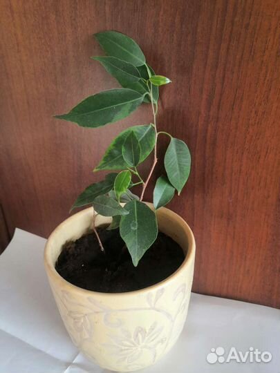 Фикус бенджамина