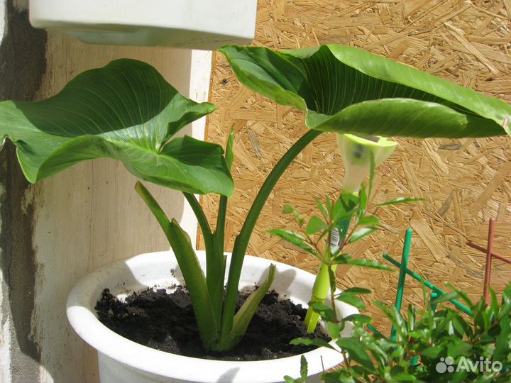 Калла вечнозеленая белая зандеския