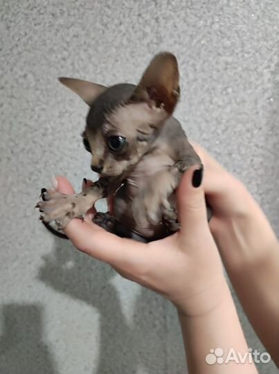 Котенок канадского сфинкса
