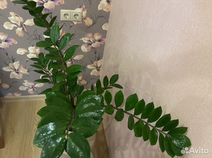 Замиокулькас комнатное растение долларовое дерево