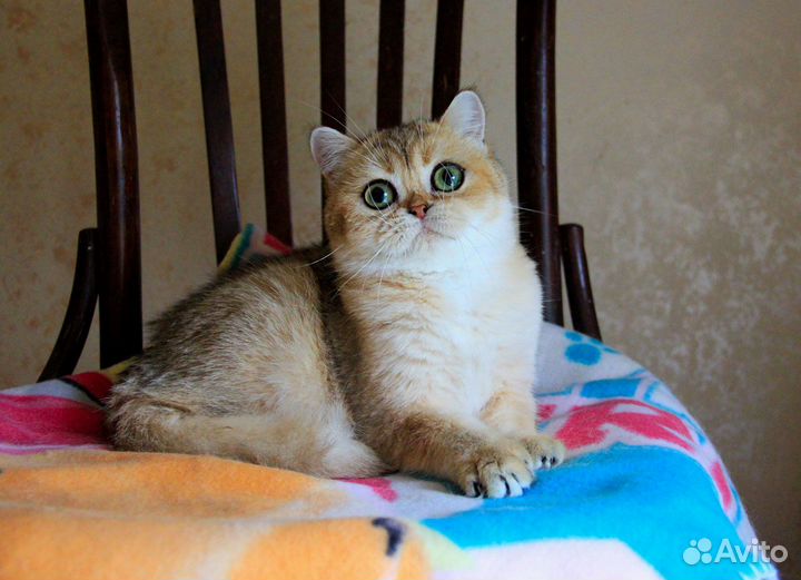 Золотая британка заводчикам