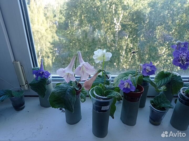 Красивые фиалки, стрептокарпусы