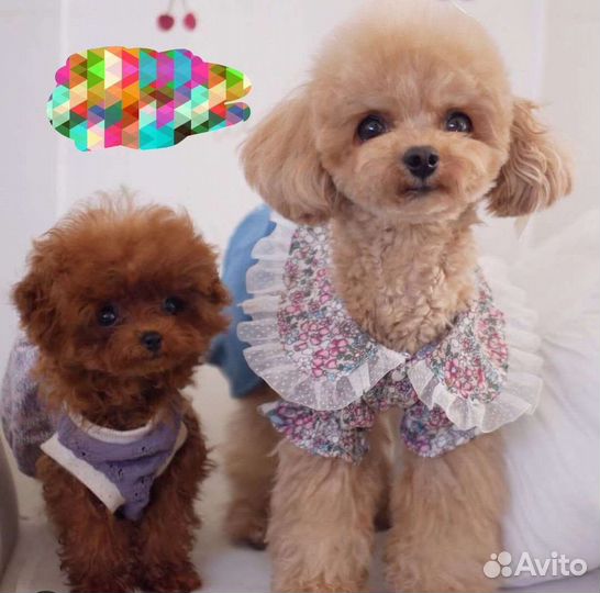 Микро пудель девочка Тедди