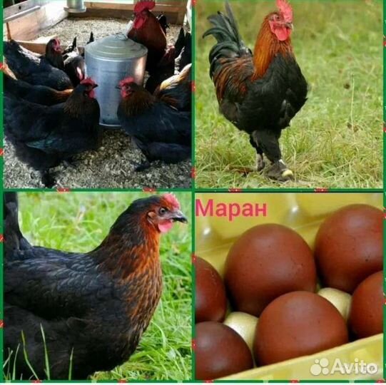 Куры несушки и петухи породные