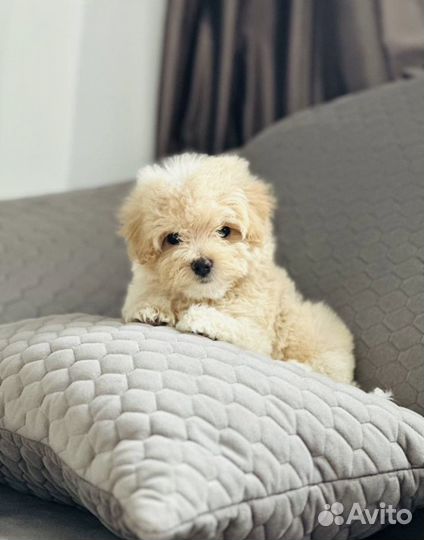 Мальтипу f1 mini мальчик