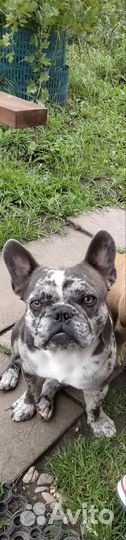 Французский бульдог кобель вязка