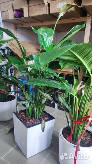 Спатифиллум