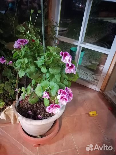 Продам герань