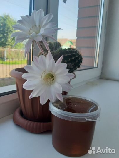 Свежий мед 2024