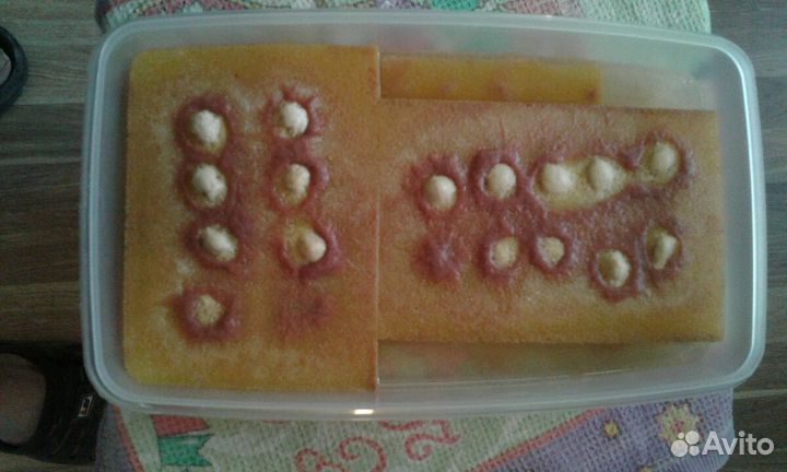 Аулофорус, трубочник Изя,нематода, гаммарус и др