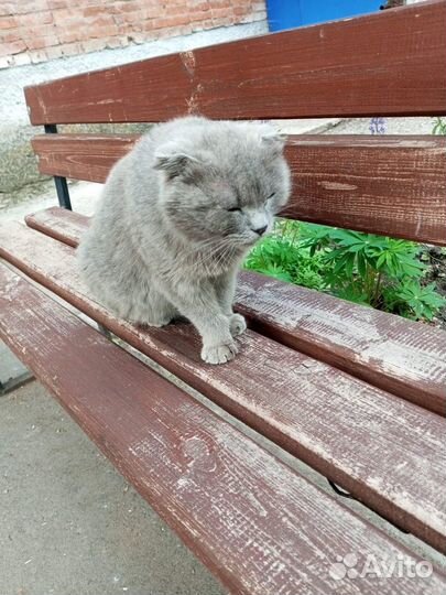 Шотландская вислоухая кошка в добрые руки