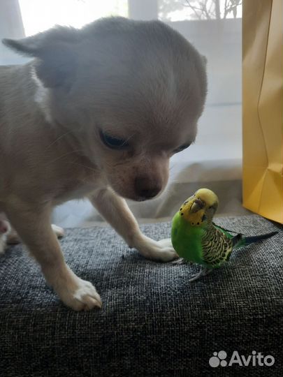 Мальчик чих