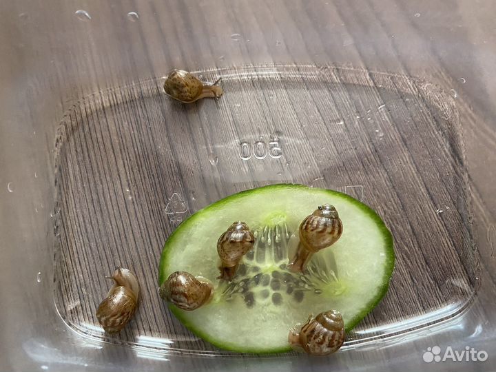 Улитки ахатины бесплатно