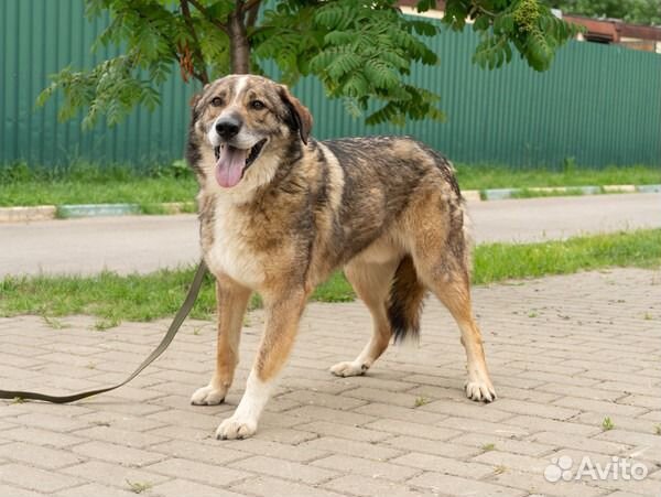 Плюшевый красавец в добрые руки