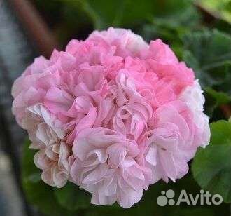 Пеларгонии сортовые 3