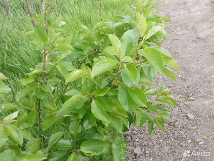 Тигровая лилия