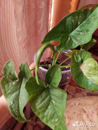 Сингониум pink splash