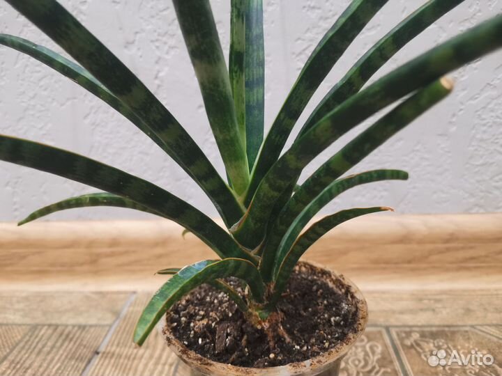 Сансевиерия фернвуд панк