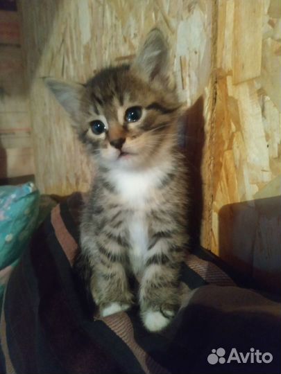 Котенок девочка в добрые руки