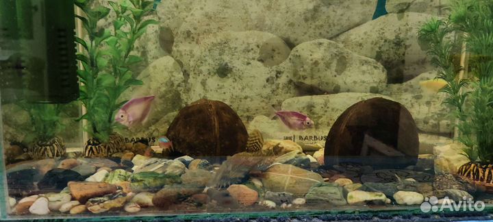 Продам аквариум с рыбками