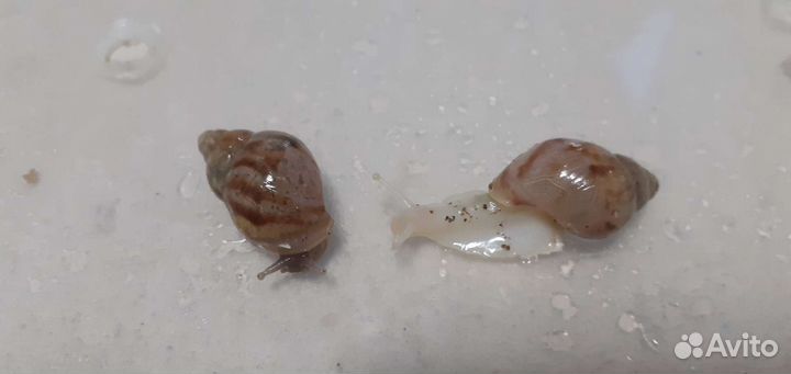 Улитки архахатины