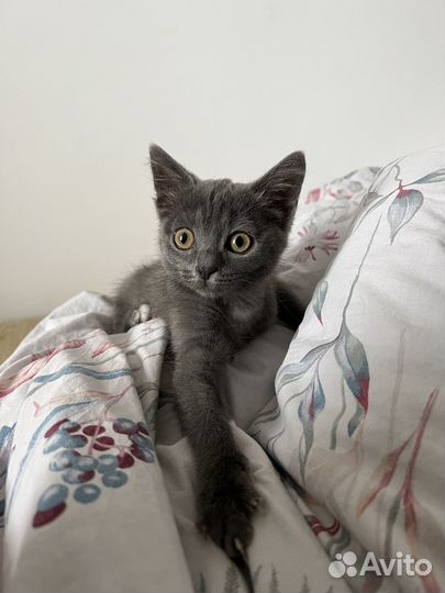 Котёнок мальчик серый