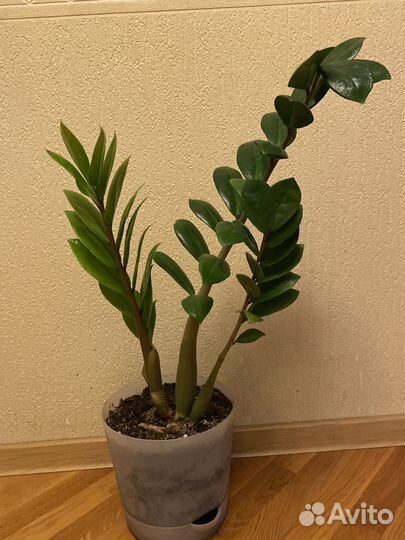 Замиокулькас