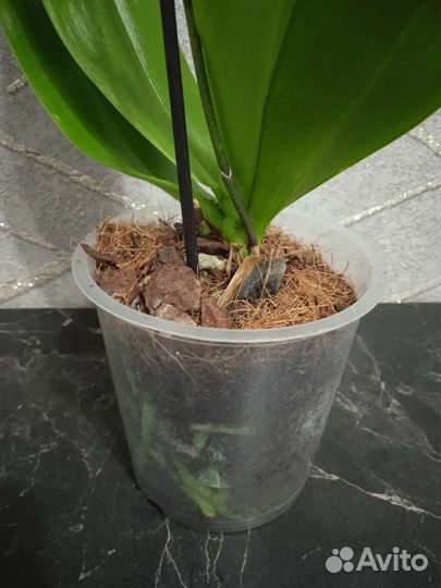 Орхидея фаленопсис