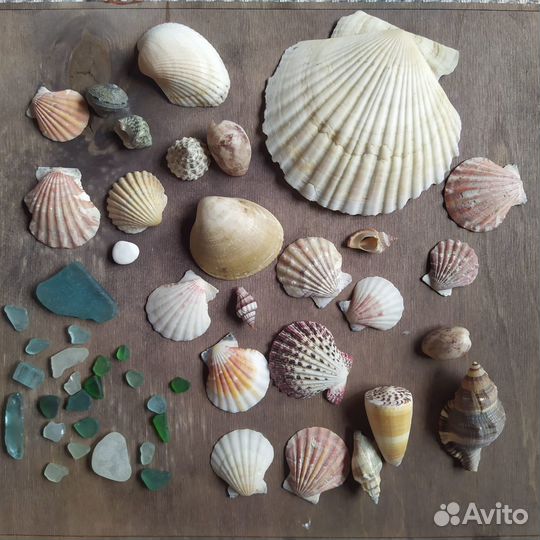 Морские ракушки раковины для творчества