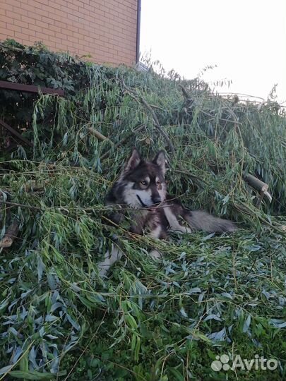 Собака для вязки