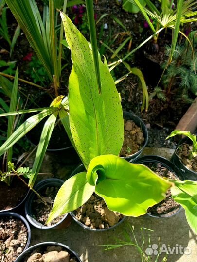 Пальма банан