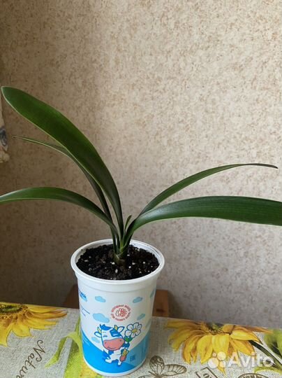 Комнатный цветок. Детка Кливии