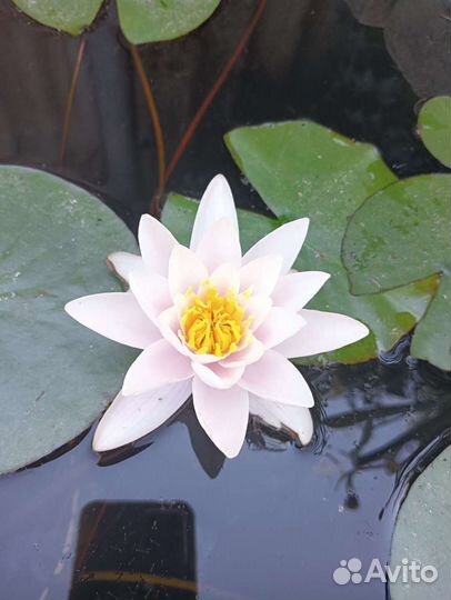 Водяная лилия