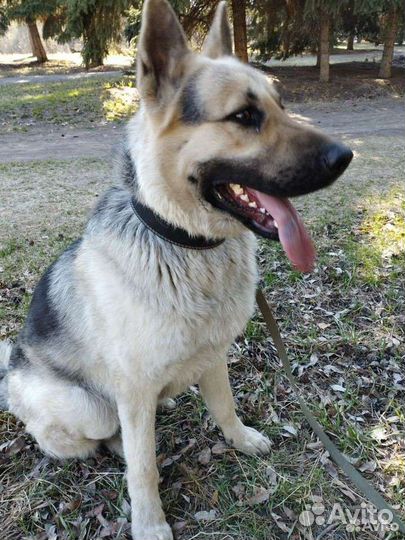 Кобель вео для вязки