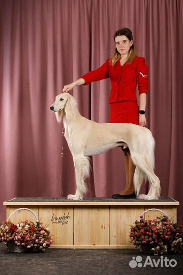 Хендлер (показ собаки на выставке)