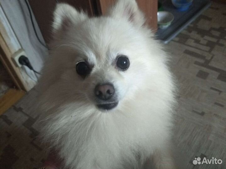 Передержка собак мелких пород