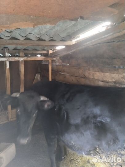 Тельная телочка