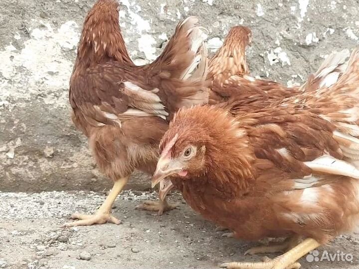 Куры несушки