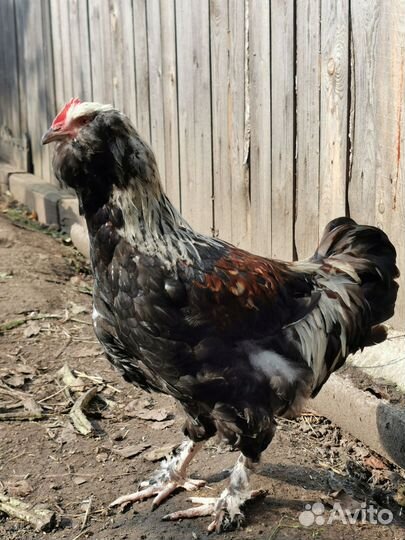 Молодые петушки