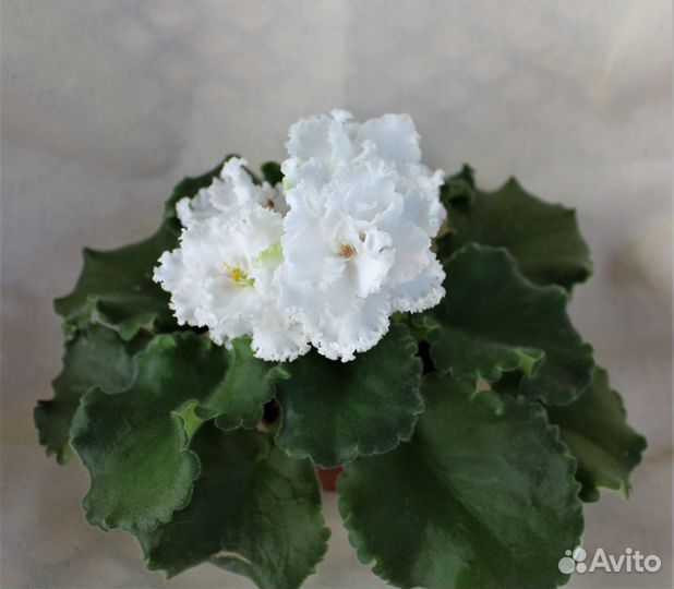 Продам фиалки по России и Крыму