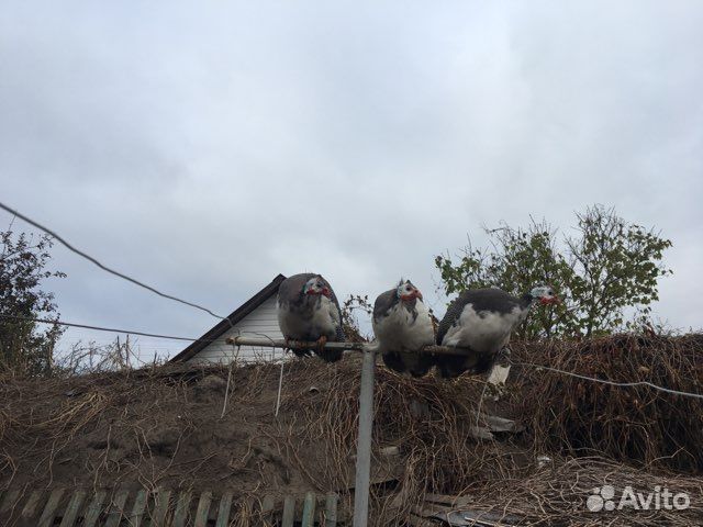 Мясо домашней птицы