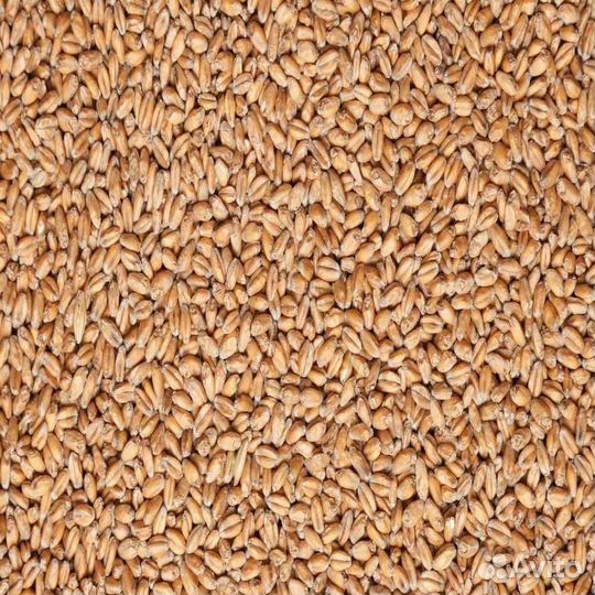 Зерно пшеница ячмень