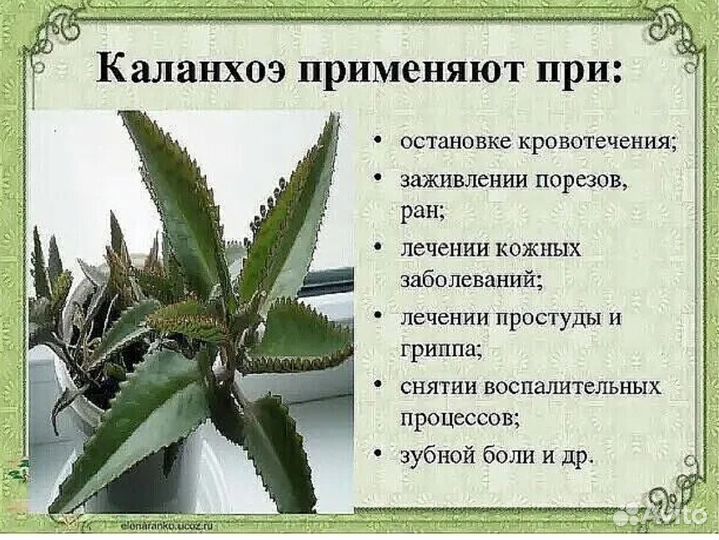 Домашние цветы