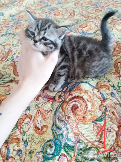 Шотландские котята