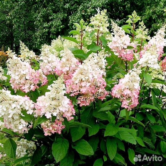 Метельчатые гортензии много сортов